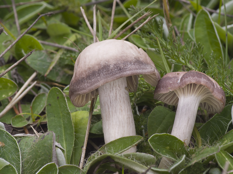 Hygrocybe flavipes